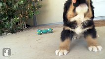 Bernese Mountain Dog Puppy Plays Tug Of War With The Camera Microphone