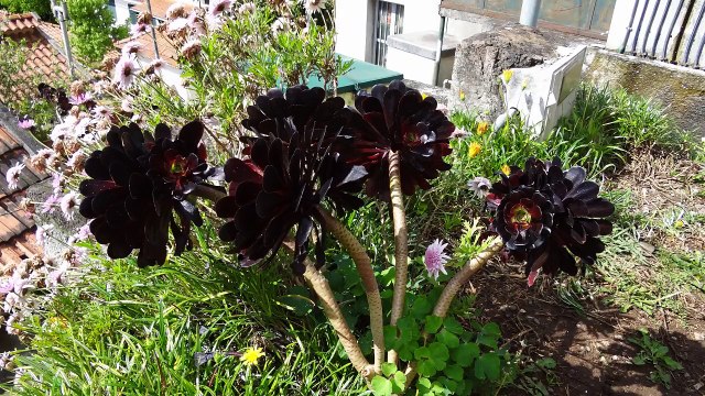 Randonnées à Madère