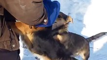Очень смелый Кот
