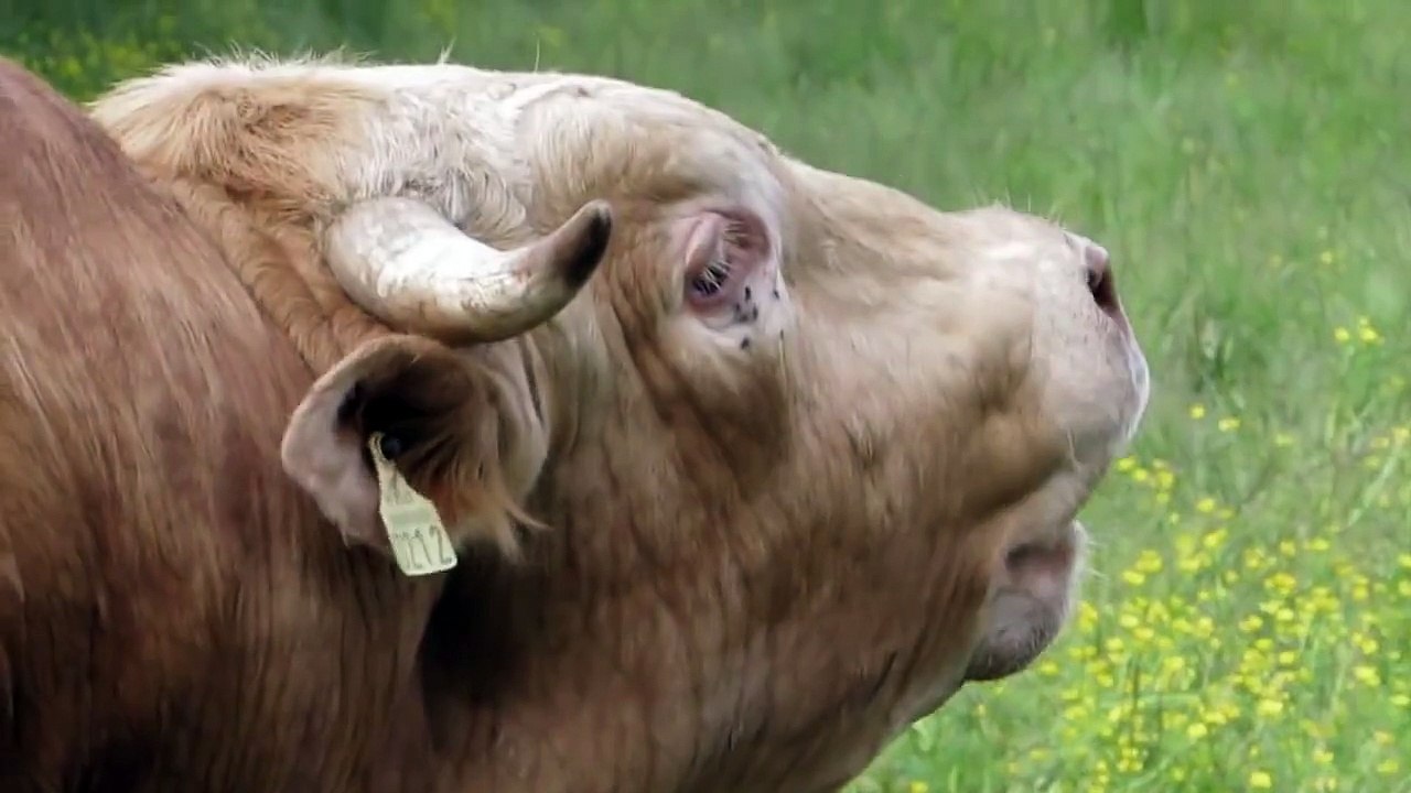 Le cri du taureau
