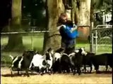 Shocking Fainting Goats News Report - Funny Goat Compilation of Screaming Goat by Funniest Animals