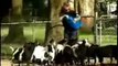 Shocking Fainting Goats News Report - Funny Goat Compilation of Screaming Goat by Funniest Animals