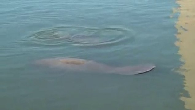 Amazing creatures - Manatees