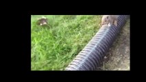 When Crazy Animals Attack : Squirrel With Rabies Tries To Attack Humans!