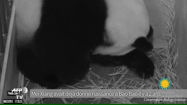 Naissance de deux bébés pandas géants au zoo de Washington