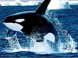 O mito das Baleias Orcas. Até onde Assassinas?