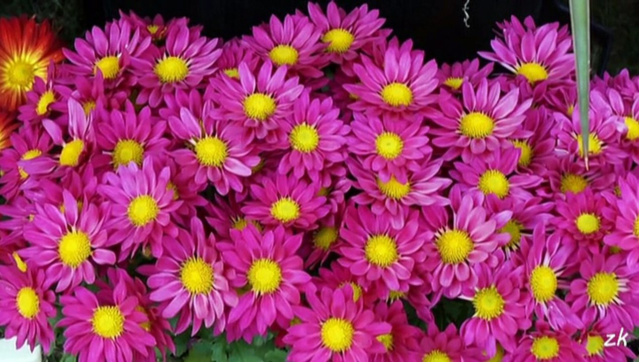 haramiler - mavi duvar