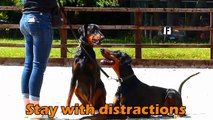 Alfie & Rarney - Dobermans - 4 Week Residential Dog Training at Adolescent Dogs