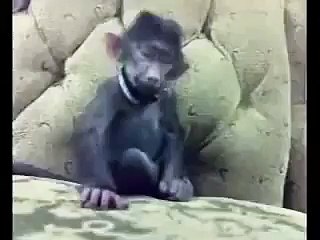 funny clip very very funny clip seee this clip