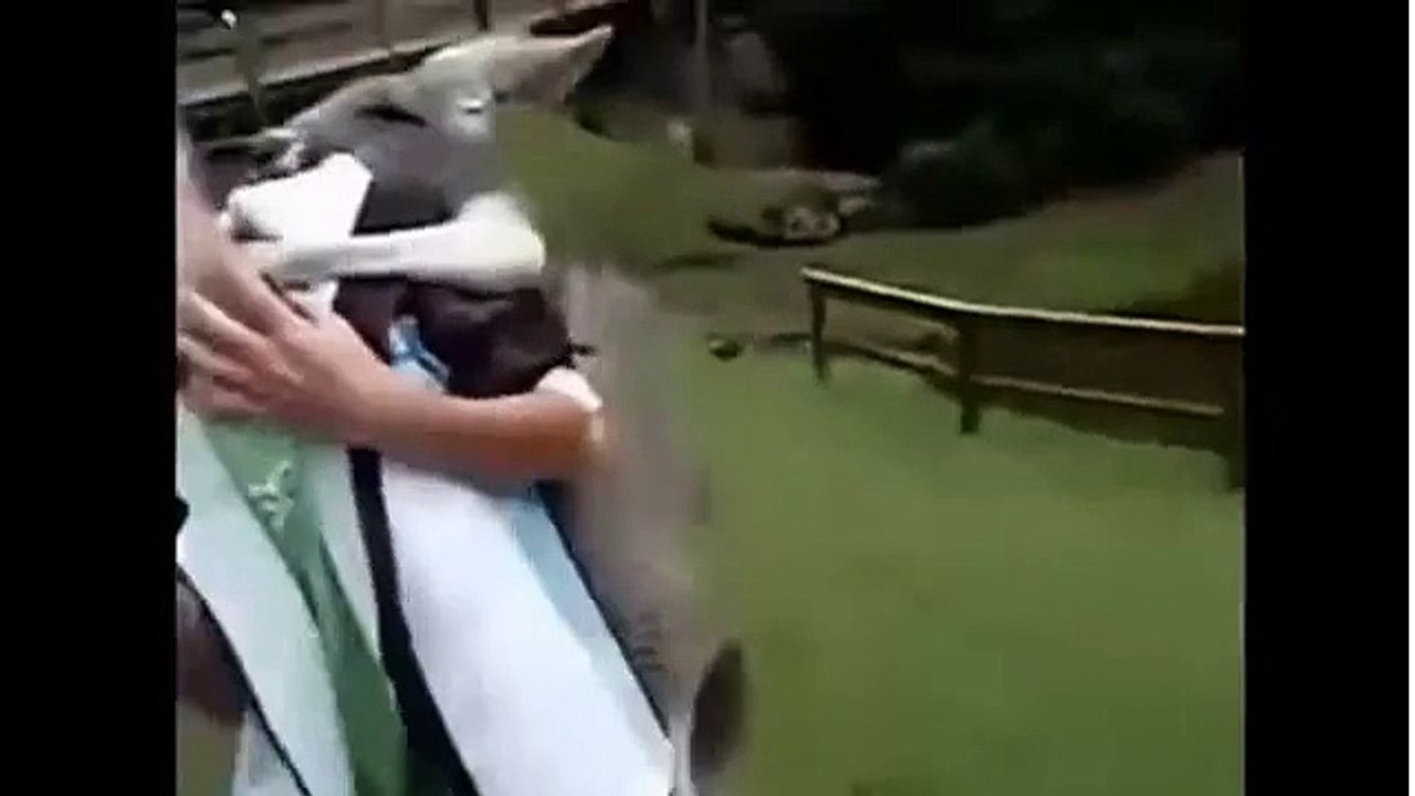 CRAZY Animal Attack - animals attack humans as well as each other.