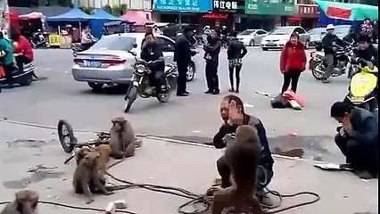 Chinese monkey tricks