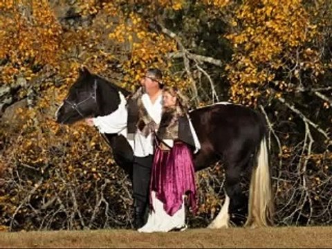Friesian & Gypsy Horses of Hy Sierra Farm