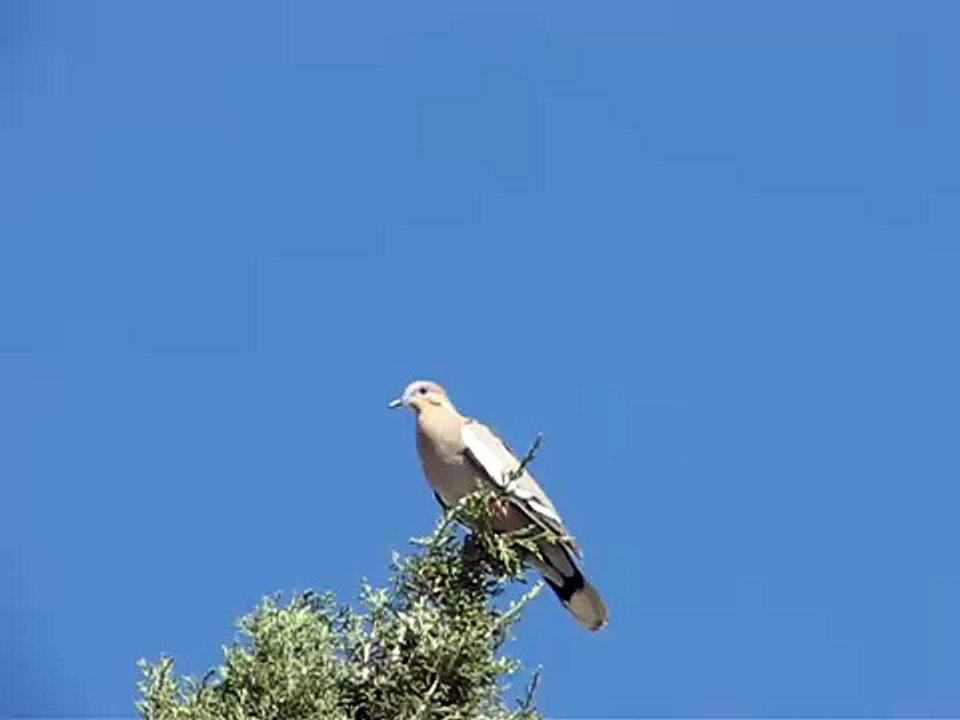 White-wing Dove calling