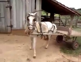 Ce cheval gare sa charrette mieux que vous !