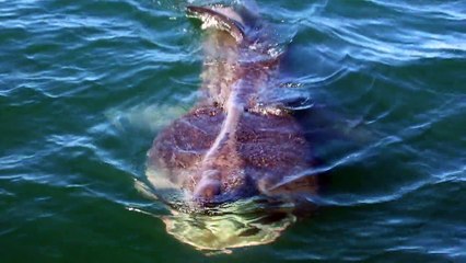Close encounter with a basking shark in Portrush, UK
