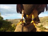 harris hawk falconry