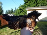 Golden Laced Polish Chick