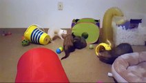 Rescue cat plays with ferrets