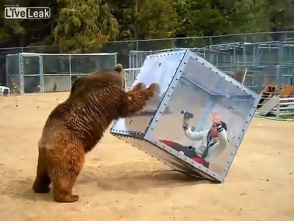 Un Ours attaque une femme enfermée dans un cube de plexiglas - Impressionnant!