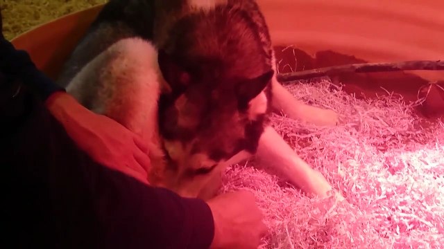 Live Puppy Birth - Pomsky Puppies being born!