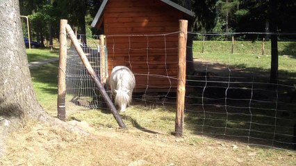 Pony's Funny Reaction to Horse Sounds