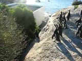 African penquins-Boulder's beach-Cape town,South Africa