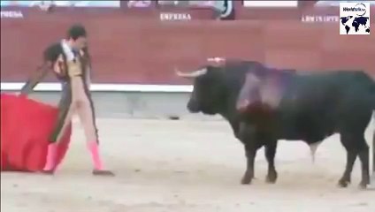 OMG! Bull VS Man