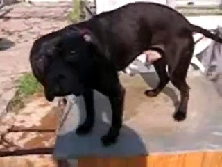 GR CH NASTY BOY´S SUMO JNR