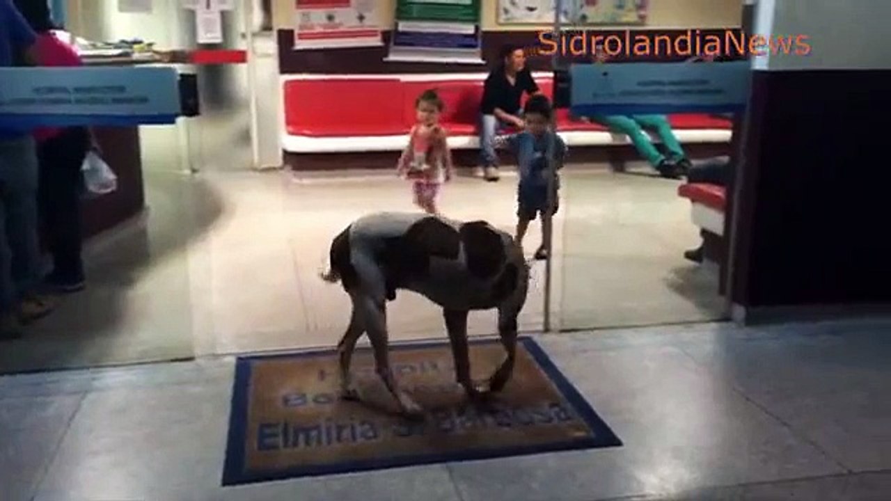 L'incroyable loyauté d'un chien envers sa maîtresse malade