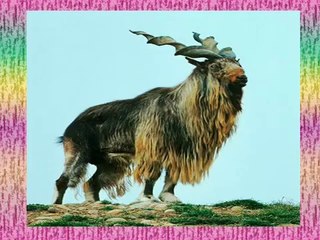 markhor national animal of PAKISTAN.