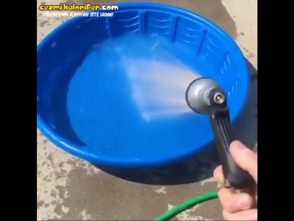 Havuz Partisine Bir Türlü Dahil Olamayan Köpek