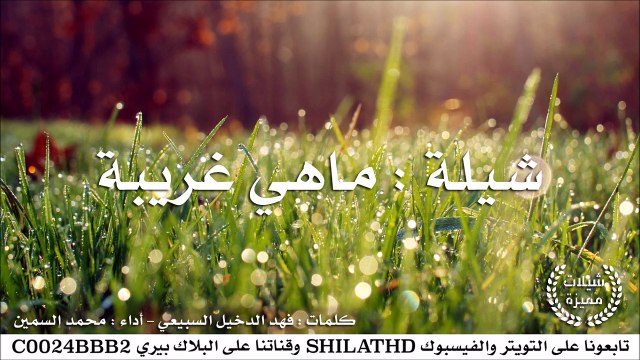 شيلة : ماهي غريبة - أداء : محمد السمين | أصلي + مسرع | #شيلات #صوتيات