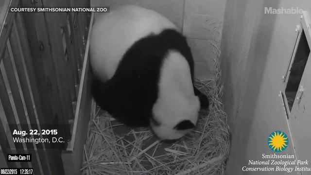 In surprise twist, D.C. panda gives birth to twins
