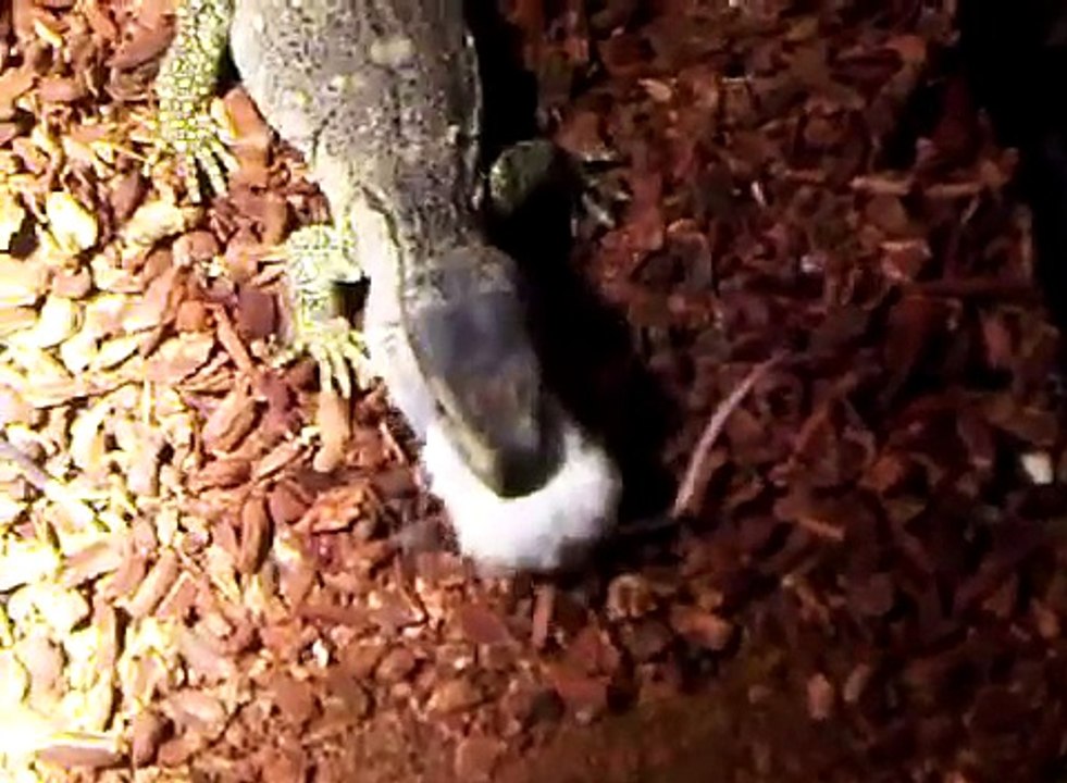 Monitor Lizard Eats Live Mouse Vicious!!! video Dailymotion