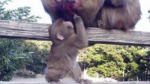 Baby Japanese Macaques in Winter / Awajishima Monkey Center, Japan