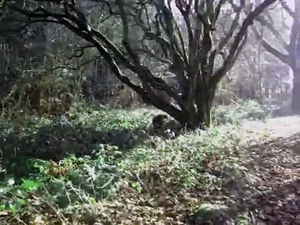 Epagneul Picard ; chasse à la bécasse au chien d'arret.