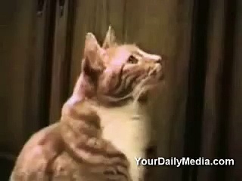 Speaking Cats