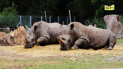 Le Rhinocéros Blanc, un herbivore victime du braconnage