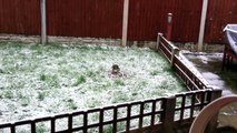 Sparrowhawk feeding on pigeon in the snow