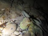 Polpo/Gemeiner Krake/Octopus vulgaris nachts vor Laconella (Insel Elba)