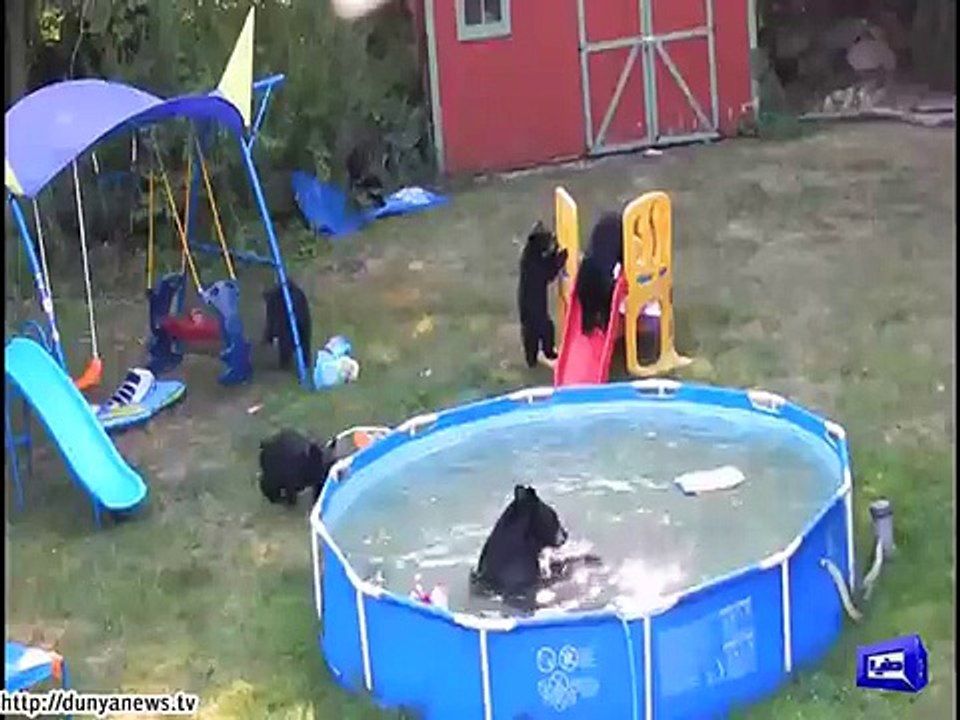 Bears Enjoying Pool Party