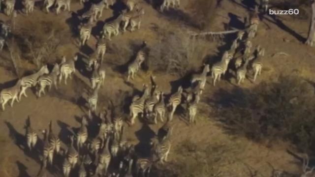 Taylor Swift shares sneak peak of 'Wildest Dreams' music video