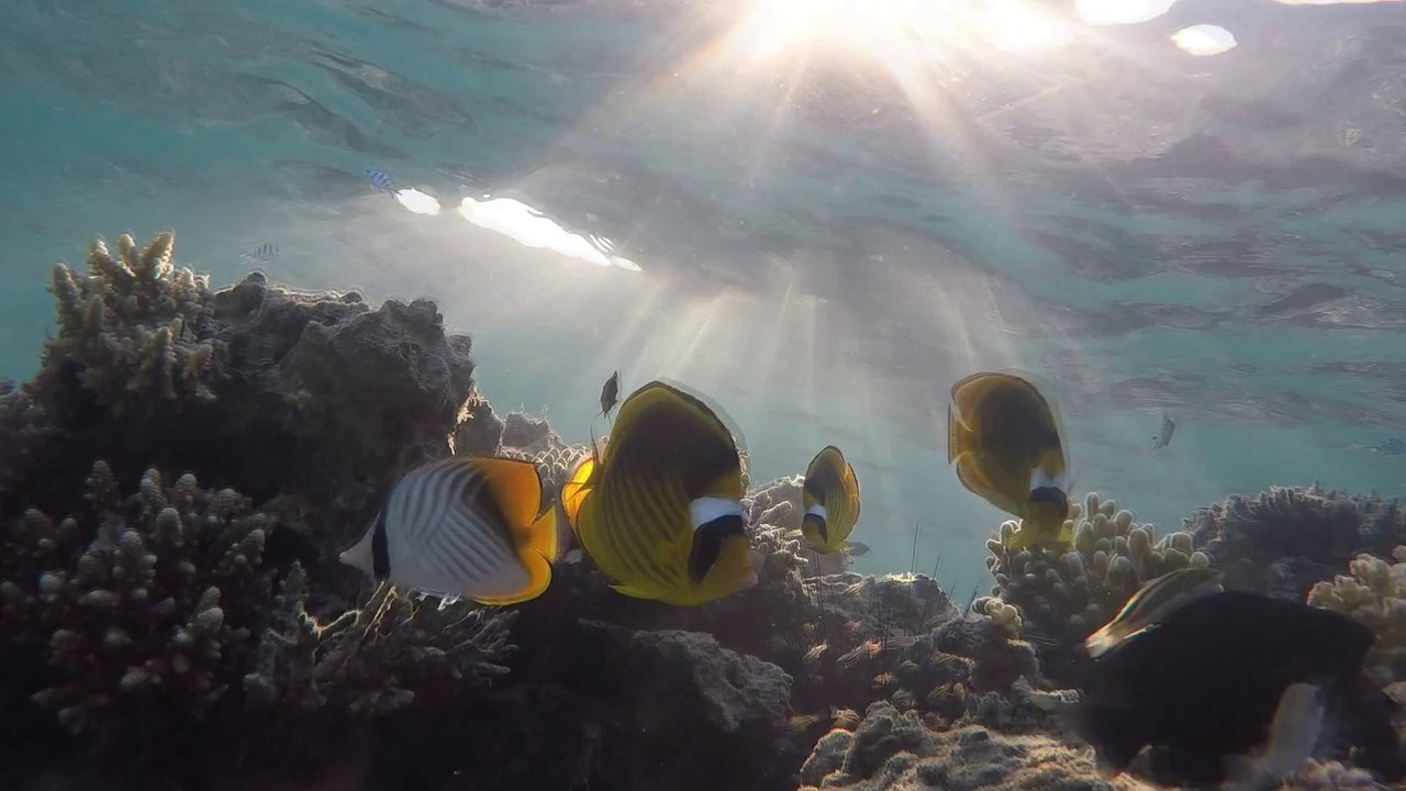 Holiday in Egypt Hurghada. Red Sea underwater, Test GoPro HERO4 Video HD #2day