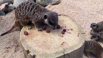 Ce suricate est un gros radin et ne veut pas partager son raisin