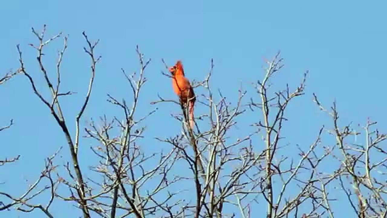 Northern Cardinal morning songs