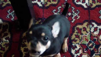 Лай чихуахуа