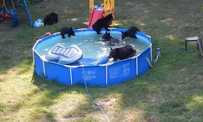 Une famille ours s’invite dans une piscine familiale !
