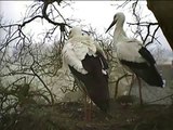 White Storks Return to Their Nest