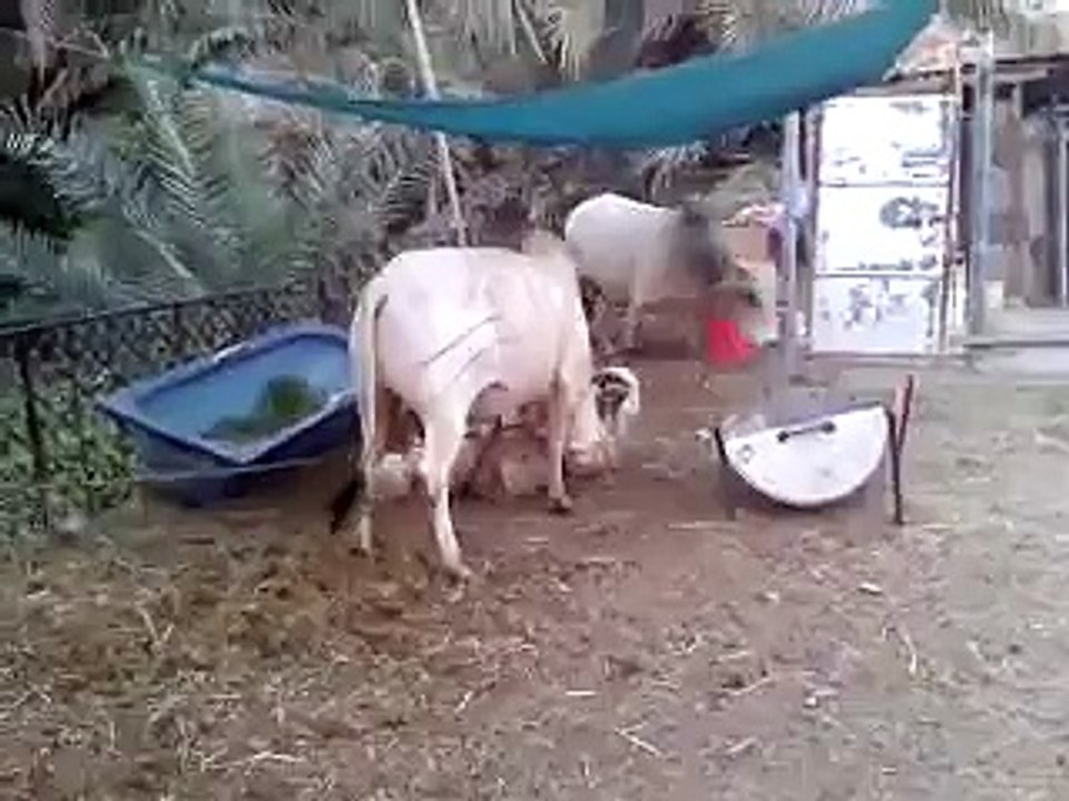 danjrs bull