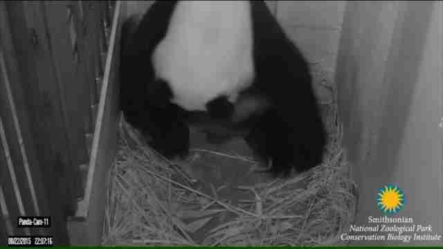 Giant panda Mei Xiang gives birth to twins at Washington zoo